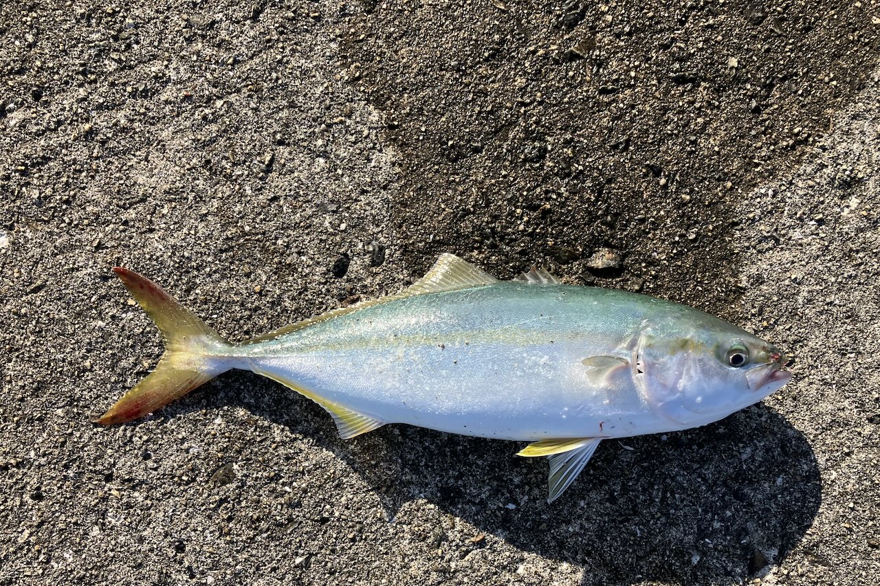 釣り上げたツバス38cm