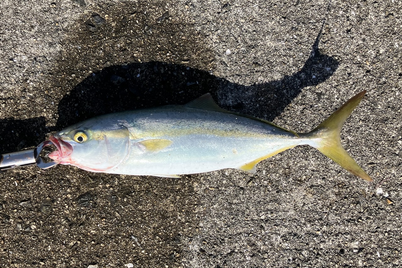 釣り上げたツバス33cmくらい