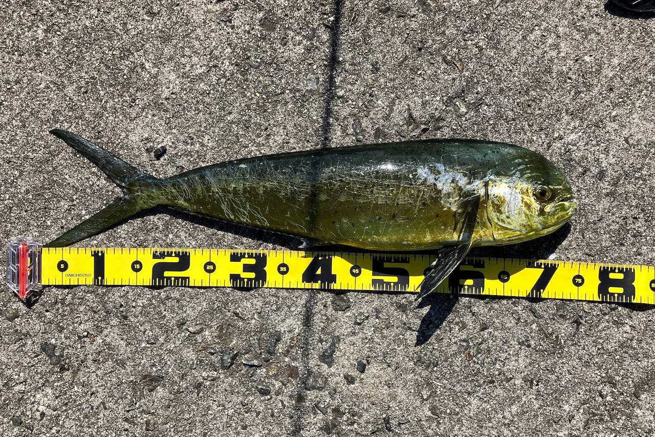 釣り上げたシイラ74cm