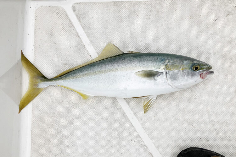 釣りあげたハマチ2匹目