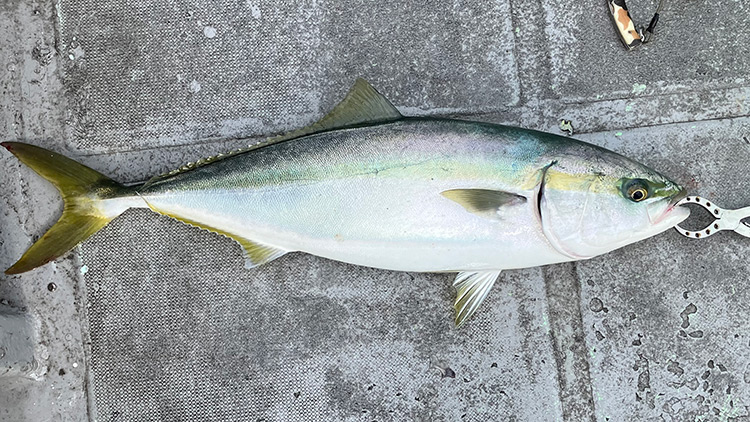 筆者が釣りあげたメジロ1匹目