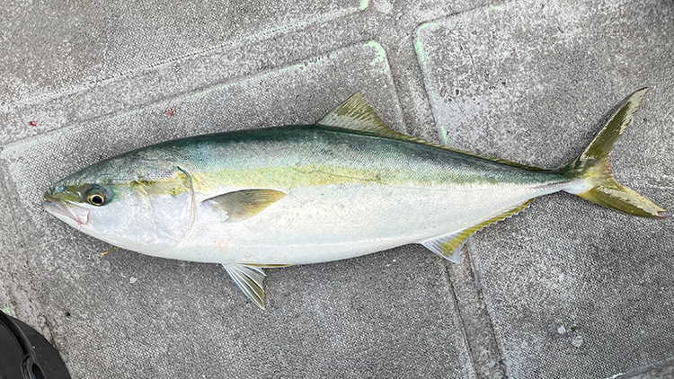 筆者が釣りあげたメジロ2匹目