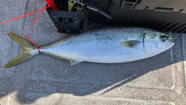 筆者が釣りあげたハマチ