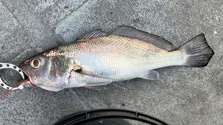 筆者が釣りあげたクログチ