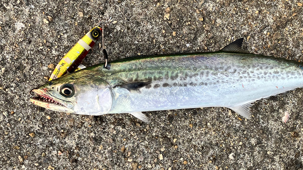 筆者が釣ったサゴシ(ヒットルアーはジャックアイマキマキ サゴシSP)