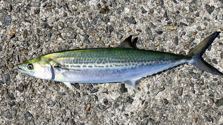 筆者が釣り上げたサゴシその3