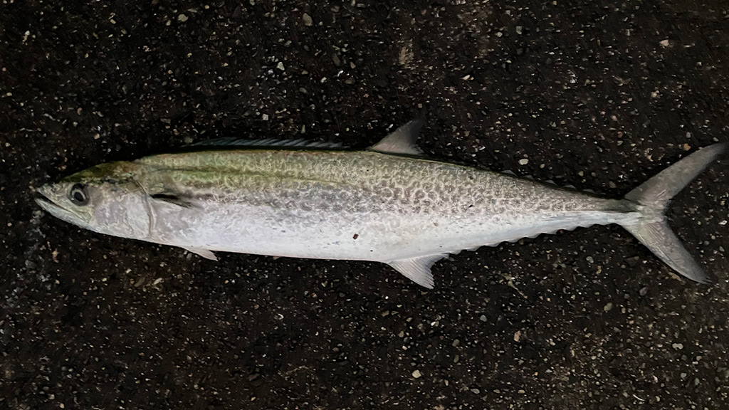 筆者が朝マズメで釣ったサゴシ