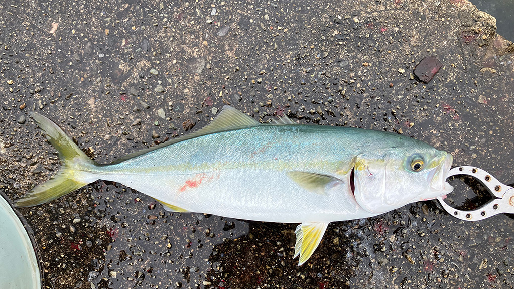筆者が釣ったツバス」