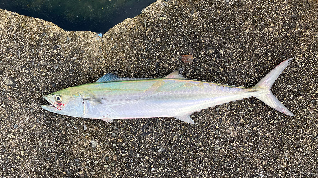 筆者が釣ったサゴシ2匹目