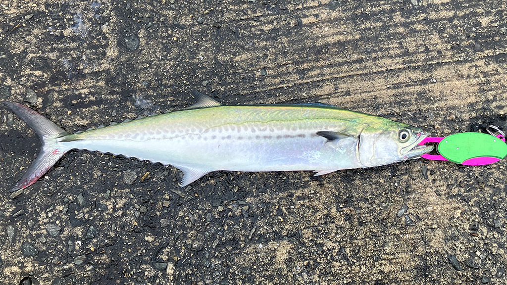ベイトボール狙い打ちで釣ったサゴシ