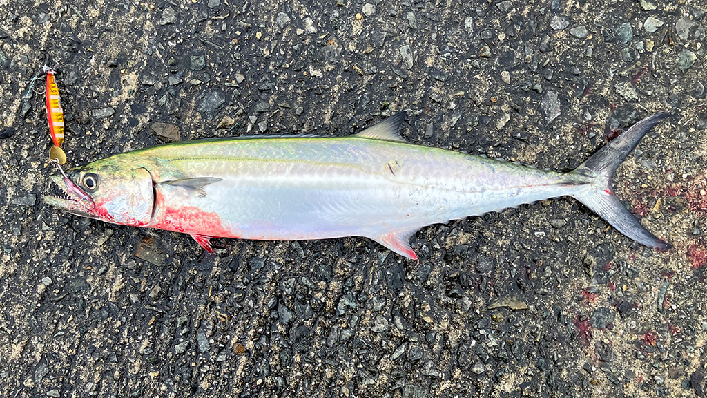 筆者がサムライジグRスピンで釣ったサゴシ