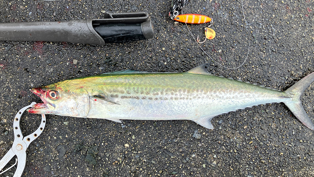 筆者が釣ったサゴシ3匹目