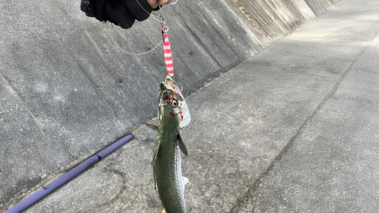 最初の釣果サゴシ