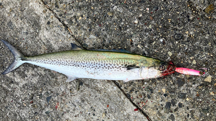 2匹目の釣果。サゴシ。ジャックアイマキマキでヒット。