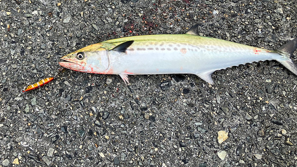 筆者がサムライジグRスピンで釣ったサゴシ