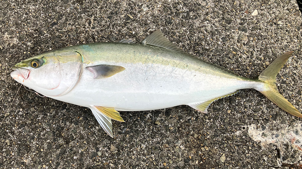 筆者がショアからの飲ませ釣りで釣った青物