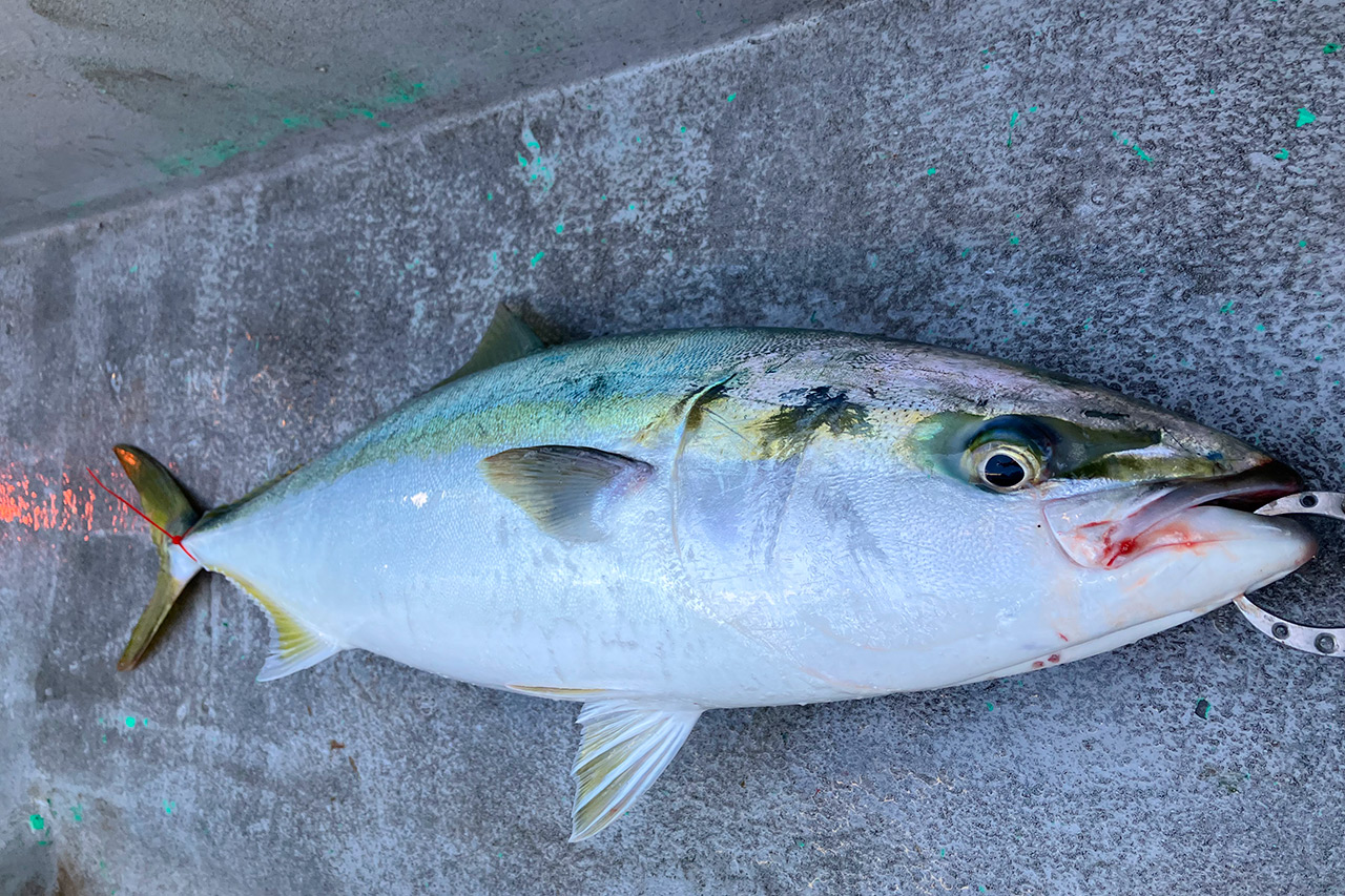 筆者の釣った青物