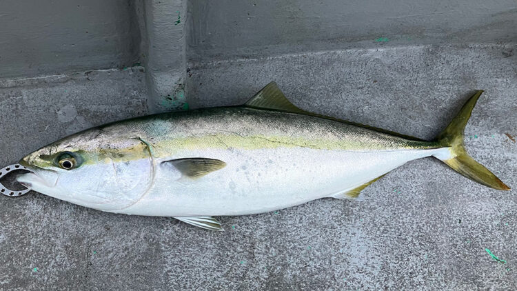 筆者の釣った青物（ブリ／メジロ）1匹目