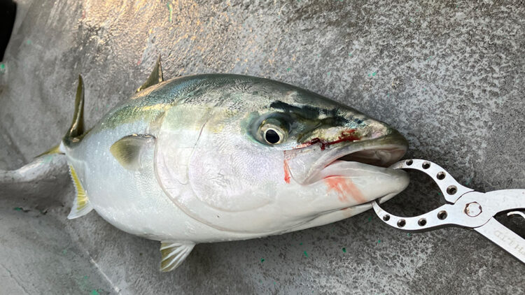 筆者の釣った青物（ブリ／メジロ）2匹目