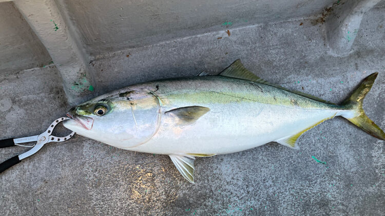 筆者の釣った青物（ブリ／メジロ）3匹目