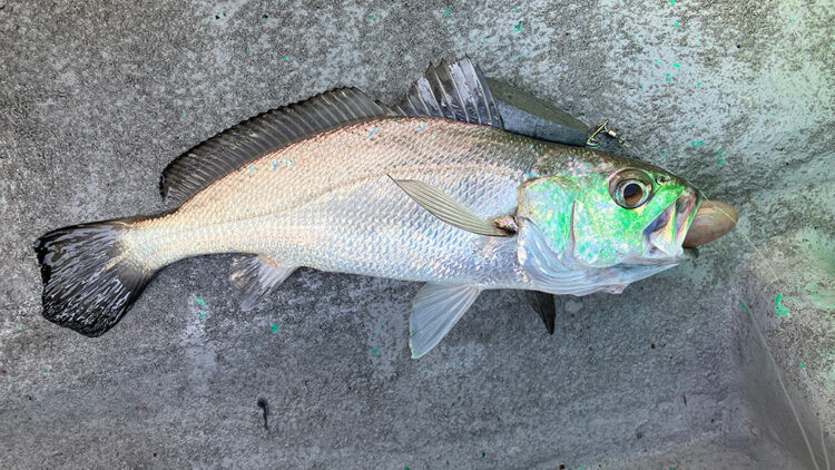 筆者の釣ったクログチ1匹目