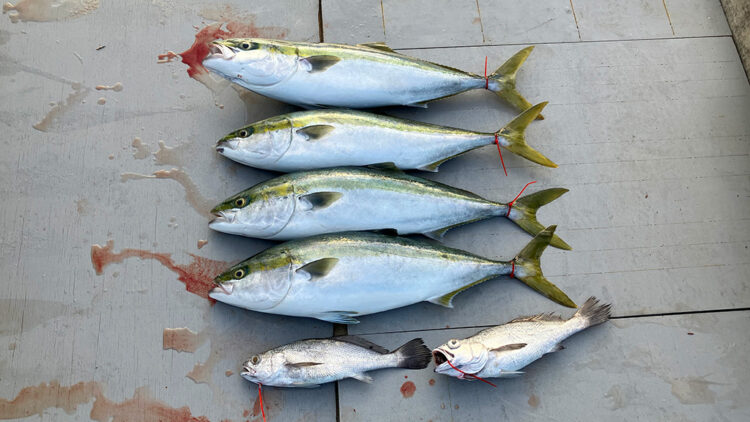 この日の筆者の最終釣果