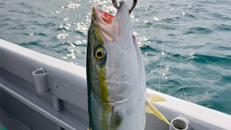 筆者が釣った青物（12/30）