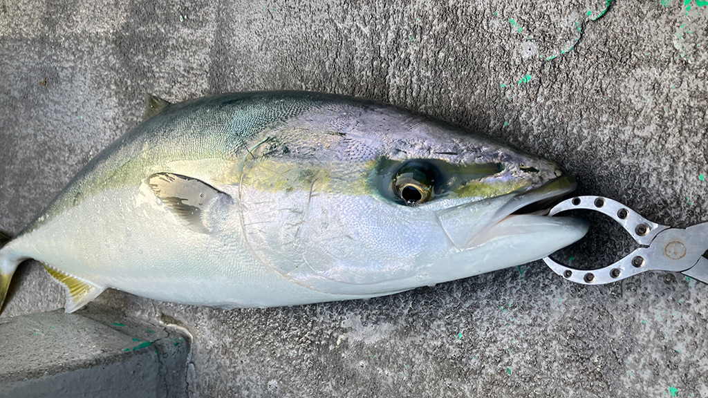 筆者が釣った青物