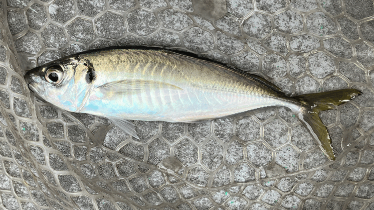 筆者の釣った紀淡海峡の大アジ