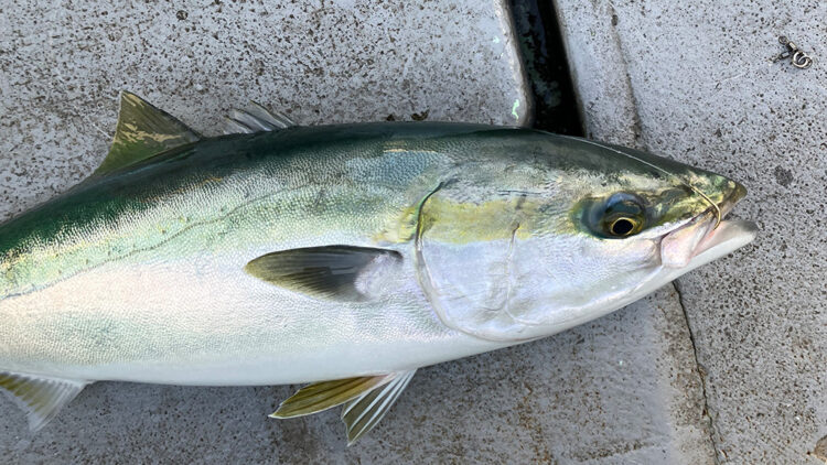 筆者が釣ったメジロ70cm