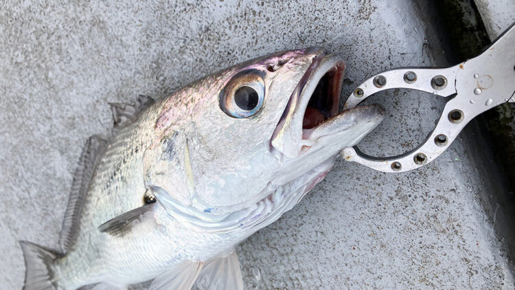 筆者が釣ったクログチ（43cm）