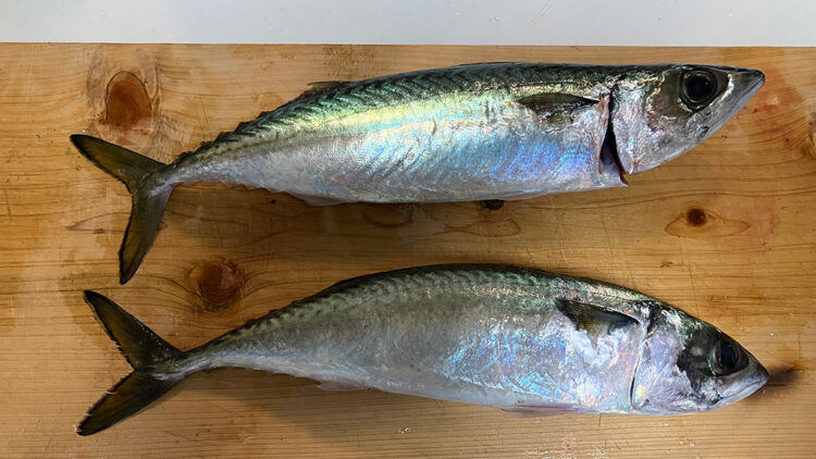 筆者の釣ったサバ2匹。自宅キッチンにて撮影