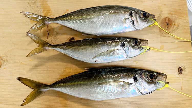 筆者が釣ったアジ3匹