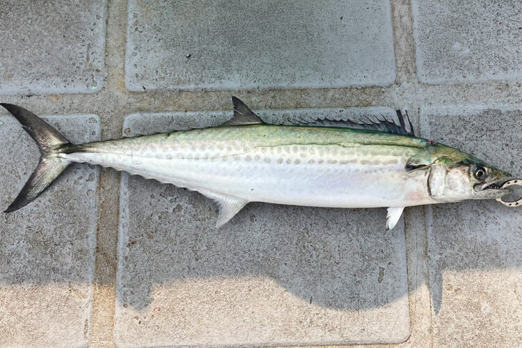 筆者が釣った鰆