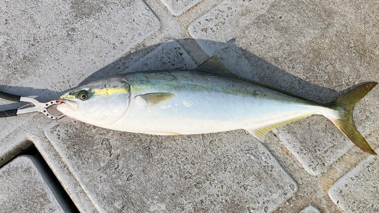 筆者が釣ったメジロ