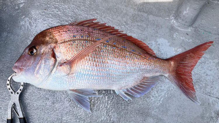 筆者が釣り上げた真鯛