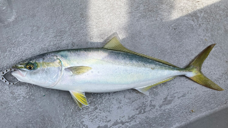 筆者が釣り上げたハマチ