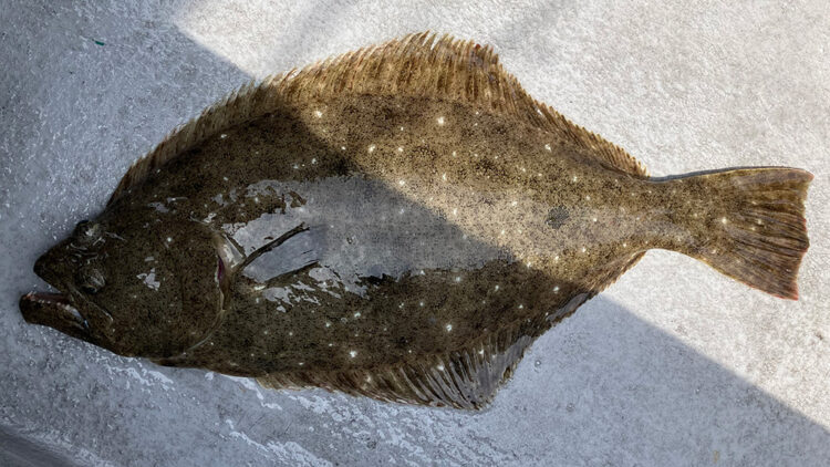 筆者が釣り上げたヒラメ2匹目