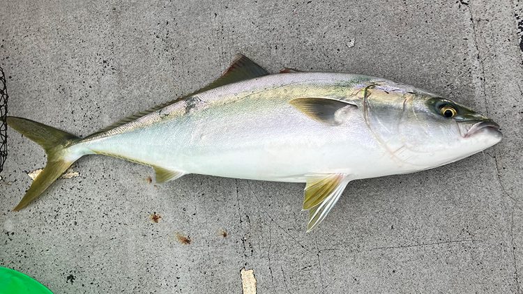 筆者が釣った青物。体高の良いメジロ