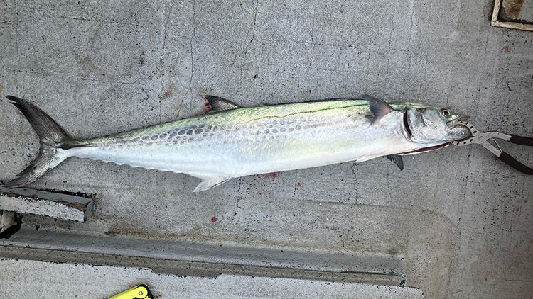 筆者の釣ったサワラ