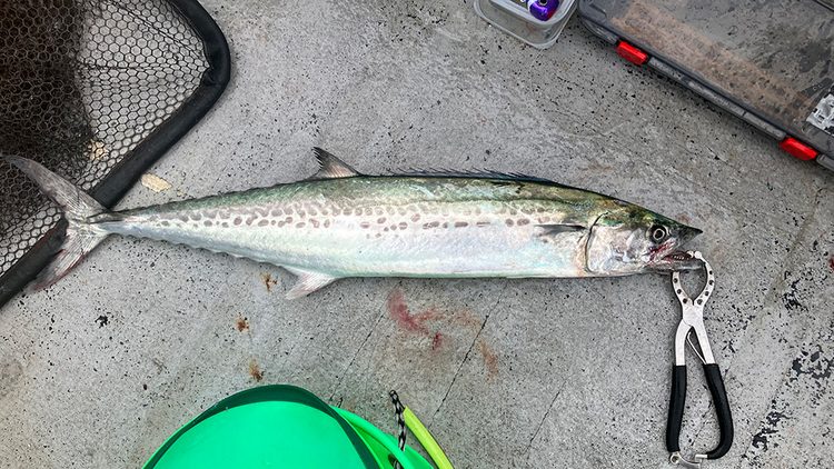 筆者の釣ったサワラ2匹目