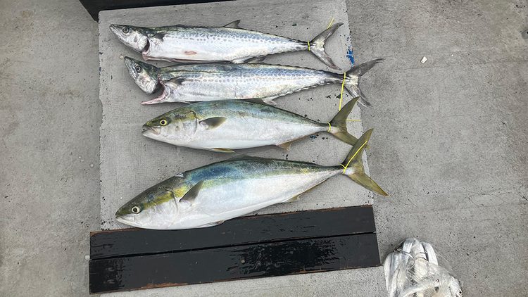 この日の筆者の釣果