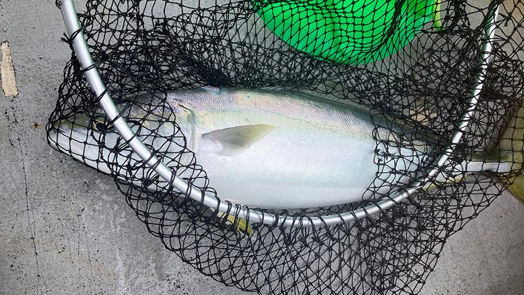 筆者の釣ったブリ