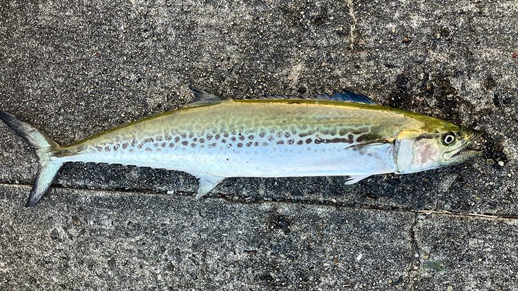 筆者の釣ったサワラ2匹目