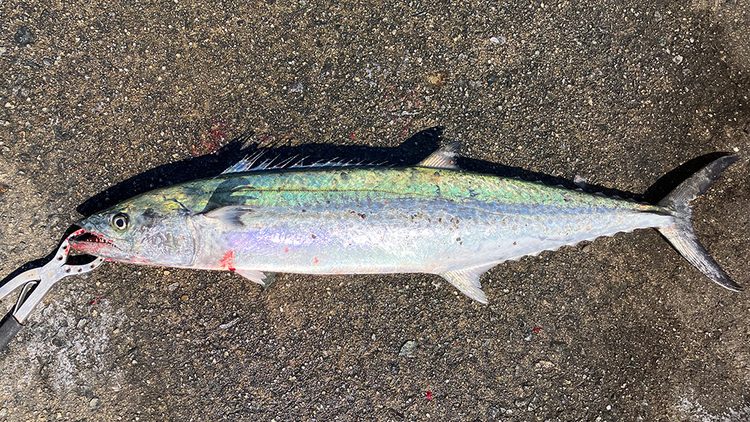 筆者の釣ったサワラ4匹目