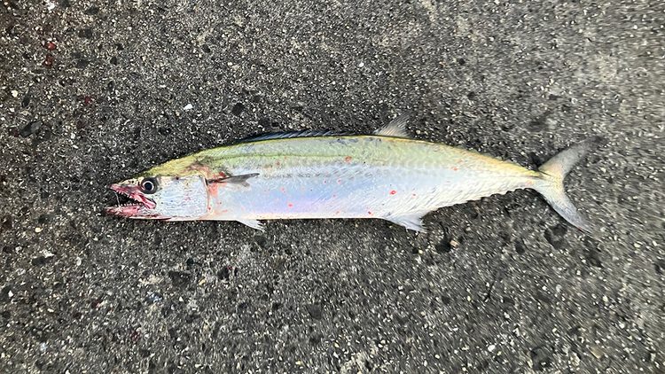 筆者の釣りあげたサゴシその1