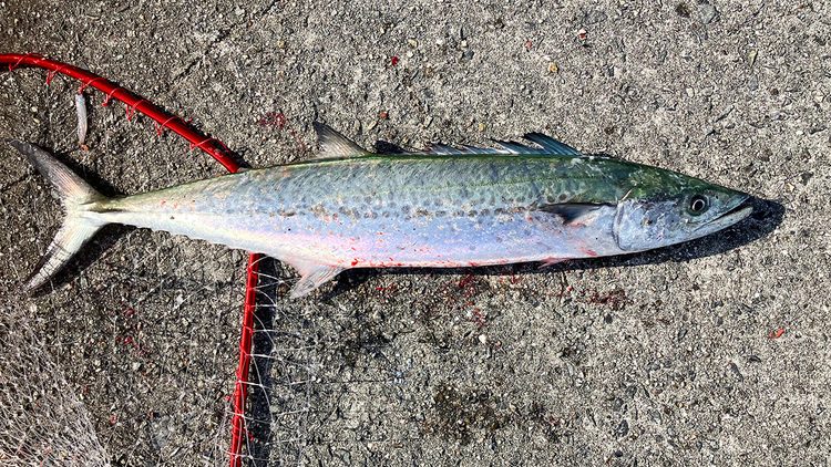 筆者の釣ったサワラ3匹目