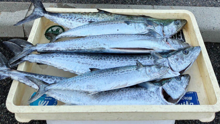 この日釣った魚全部の写真