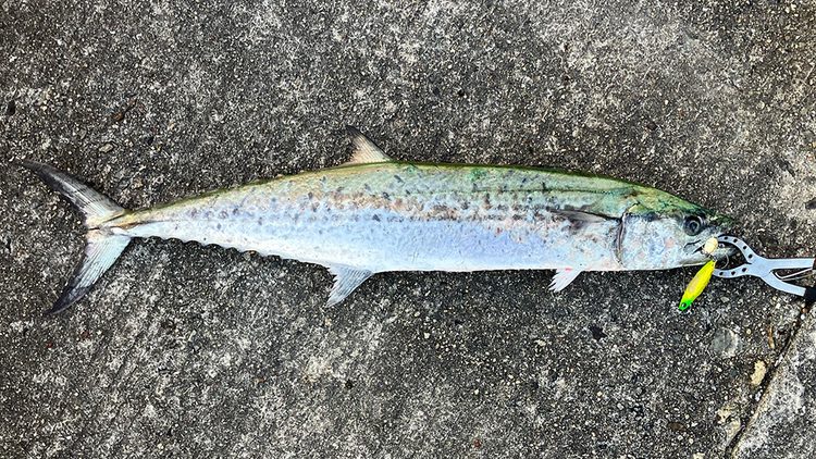 筆者が釣ったサワラ1匹目