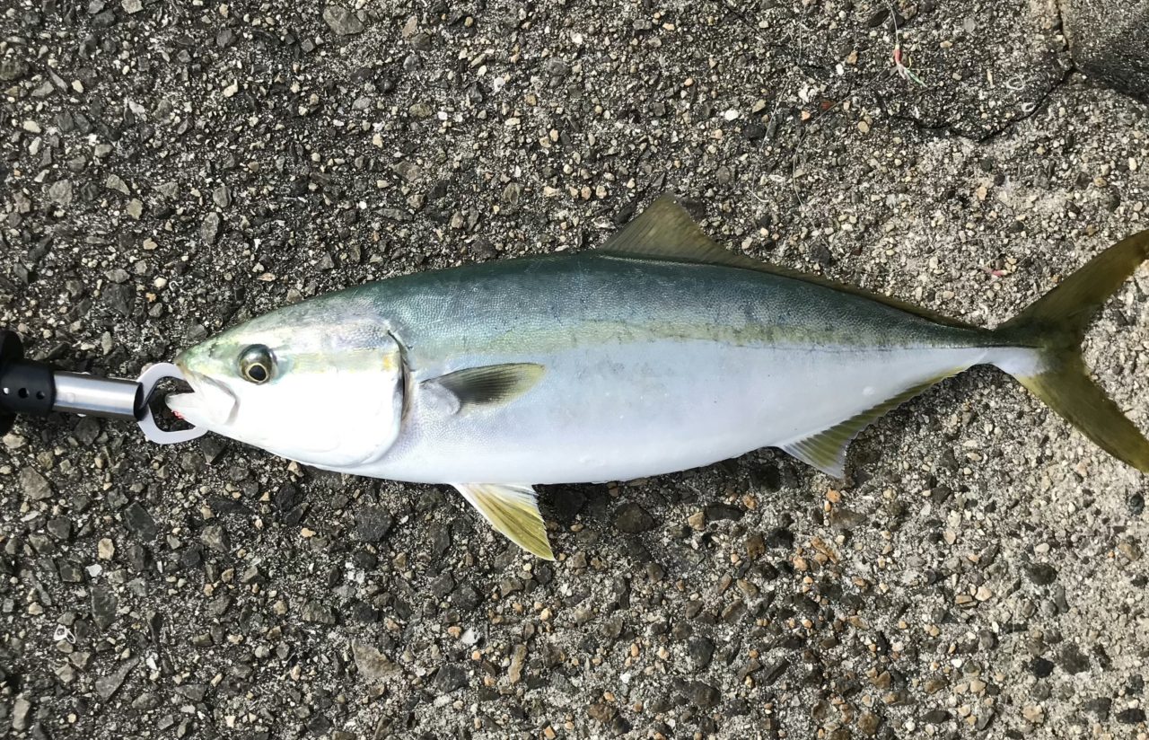 メタルジグで釣った魚